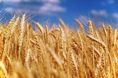 ДПЗКУ збільшила продаж зернових на світовий ринок фото, ілюстрація