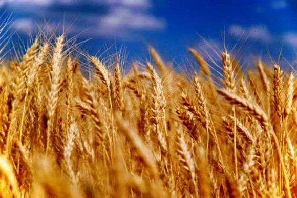 Экспорт зерновых в новом маркетинговом году снизится до 41 миллиона тонн, – Минагрополитики фото, иллюстрация