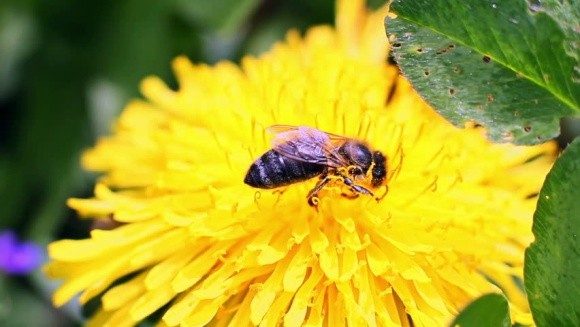 EFSA заявило про токсичність неонікотиноїдів для бджіл фото, ілюстрація