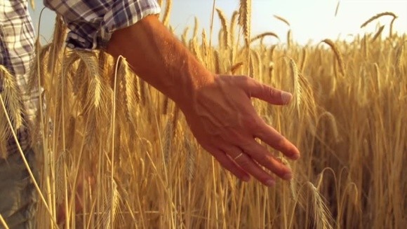 Мінагрополітики прогнозує врожай пшениці 23 млн тонн фото, ілюстрація