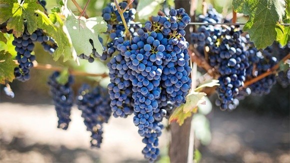 На півдні України почали збирати виноград фото, ілюстрація