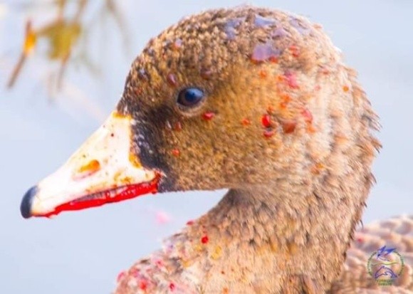 Через агрохімікати на Одещині масово гинуть птахи фото, ілюстрація