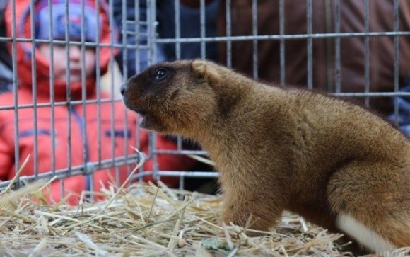 Короткотривалий сон львівських бабаків вказує на недовгу зиму фото, ілюстрація