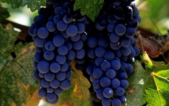 У Запорізькій області посадять виноградники фото, ілюстрація