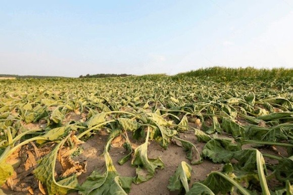 Британські фермери відмовляються вирощувати буряк через заборону неонікотиноїдів фото, ілюстрація