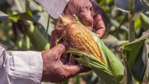 Фермерський секрет вирощування найкращої кукурудзи, яка рік у рік перемагала у всіх конкурсах з якості фото, ілюстрація