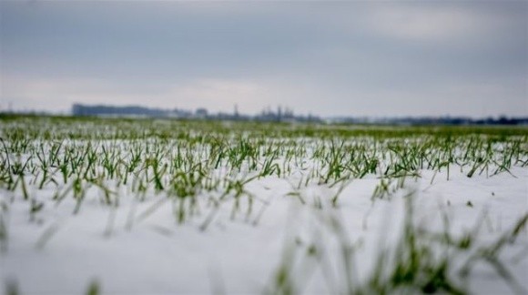 У США перезимівля озимої пшениці погіршується через теплий сезон фото, ілюстрація
