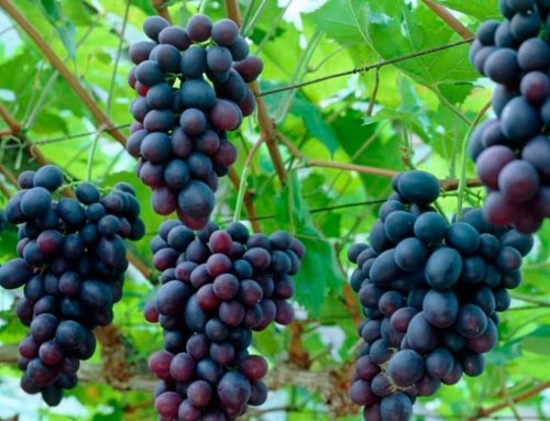 Нетипові погодні умови цього літа призведуть до зниження врожаю технічних сортів винограду фото, ілюстрація