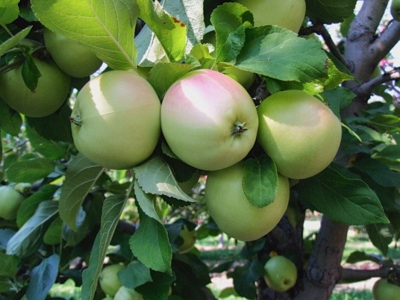 На вітчизняні ринки  надійшли українські яблука нового врожаю фото, ілюстрація