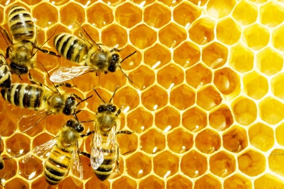 У США зросло поголів’я бджіл. Хоча неонікотиноїди не забороняли фото, ілюстрація