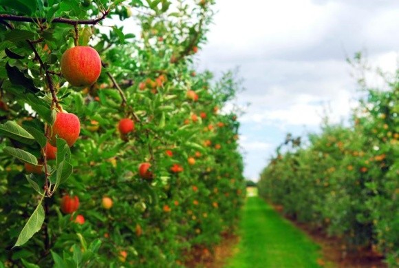 УПОА підготувала прогноз цін та врожайності яблук на 2018 рік  фото, ілюстрація