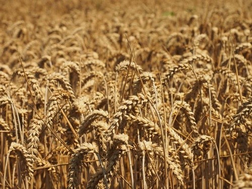В Україні на 2.4% скоротиться врожай зернових, - експерт фото, ілюстрація