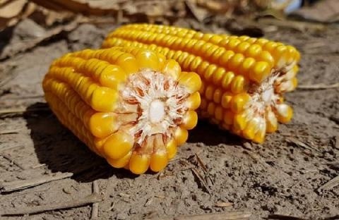Україна поставила до Лівану рекордний обсяг кукурудзи за 4 роки фото, ілюстрація
