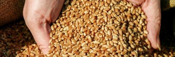 На Вінниччині зібрали рекордний врожай зерна  фото, ілюстрація
