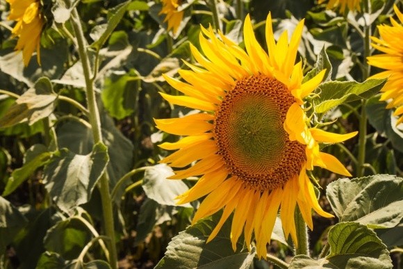 Причорноморський регіон очікує рекорду з виробництва соняшнику фото, ілюстрація