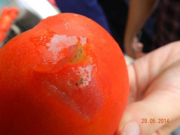 З Туреччини намагалися завезти томати, заражені злісним шкідником фото, ілюстрація