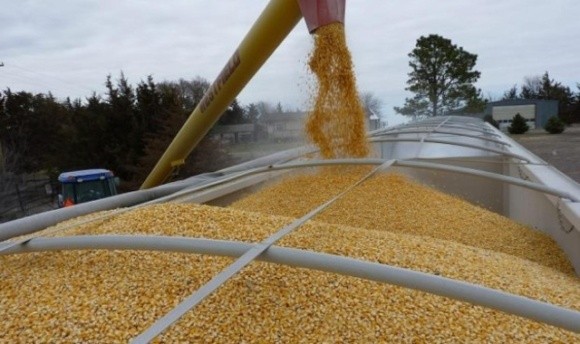 В Мінекономіки чекають чергового рекордного врожаю зернових фото, ілюстрація