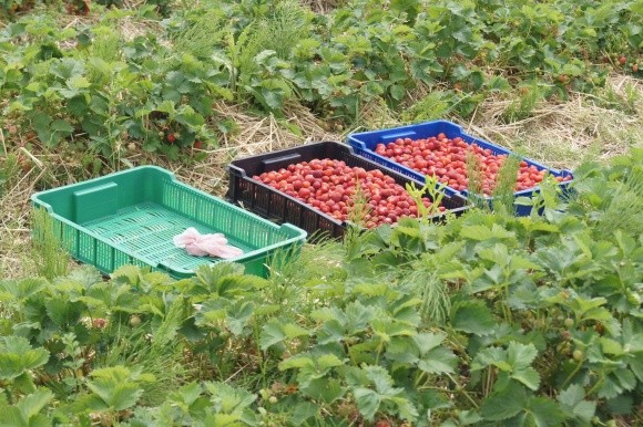В Польше фермеры не успевают собрать урожай клубники фото, иллюстрация