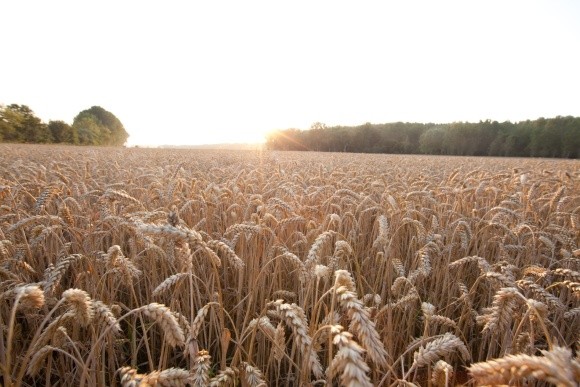 «РАЖТ» та «Байєр» підписують угоду про розробку гібридів пшениці для європейських ринків фото, ілюстрація