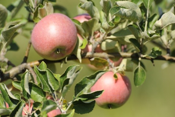 Лише два українські господарства з вирощування яблук пройшли європейську сертифікацію фото, ілюстрація