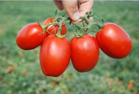 На Херсонщині встановлено рекорд України по урожаю помідорів із куща фото, ілюстрація