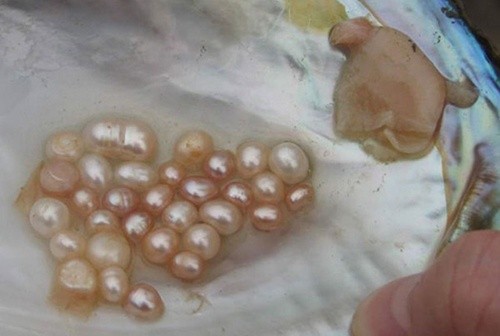 В Херсоні почали вирощувати перлини фото, ілюстрація