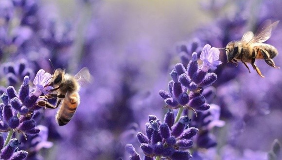 Вчені винайшли чарівне гніздо для вивчення життя бджіл фото, ілюстрація