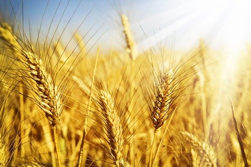 В Україні очікується хороший врожай пшениці, неоднорідна якість та мінімальний ціновий спред на продовольче та фуражне зерно фото, ілюстрація