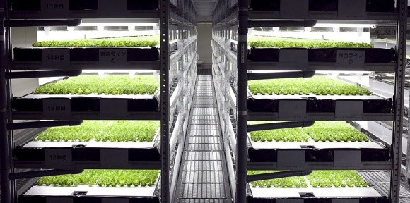 Роботизовані вертикальні ферми вирішать проблему нестачі овочів фото, ілюстрація