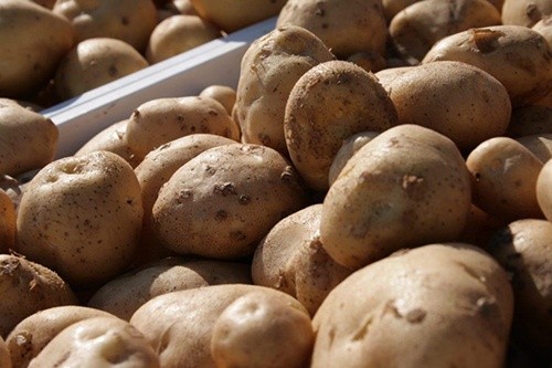 Дощова погода провокує зростання цін на картоплю в Україні фото, ілюстрація