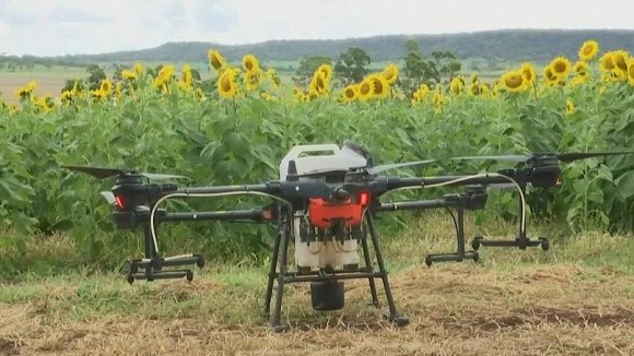 Австралійський фермер посіяв соняшник безпілотником фото, ілюстрація
