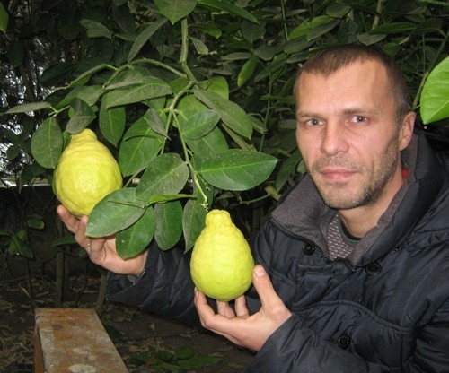 Волинянин вирощує величезні цитрусові у спеціалізованій теплиці поблизу Луцька фото, ілюстрація