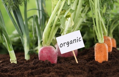 Україна може зайняти нішу в світовому ринку органіки, - Галашевський фото, ілюстрація
