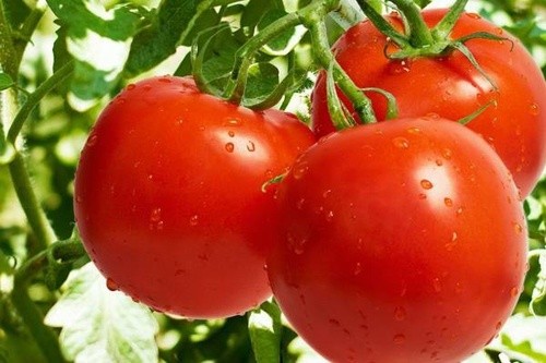 Тепличні томати на українському ринку дешевшають вже майже місяць фото, ілюстрація