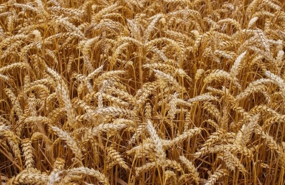 Пшениця в Україні подорожчала на 40%, - Анатолій Гайворонський фото, ілюстрація