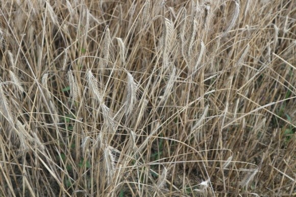 Якість зерна в Україні переважно хороша і задовільна фото, ілюстрація