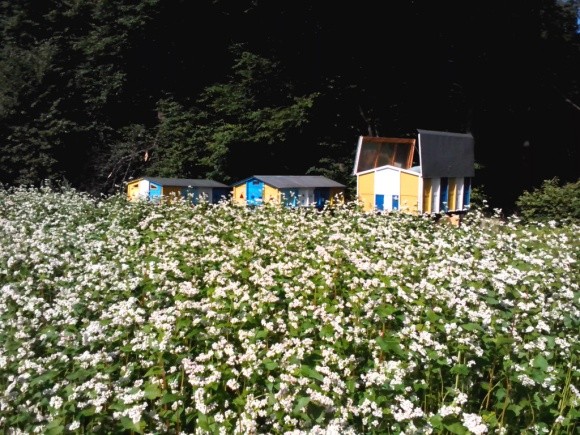 Розміщення на полях бджолосімей підвищить врожайність гречки на 30-40% фото, ілюстрація