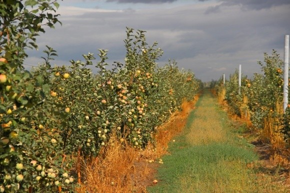 Яблоневые сады Украины перезимовали очень хорошо, — эксперт фото, иллюстрация
