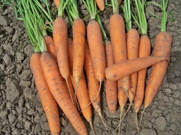  Ціни на моркву стрімко падають фото, ілюстрація