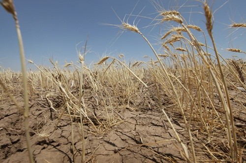 В Україні посуха в період цвітіння озимої пшениці негативно вплине на якість врожаю, - Коваль фото, ілюстрація