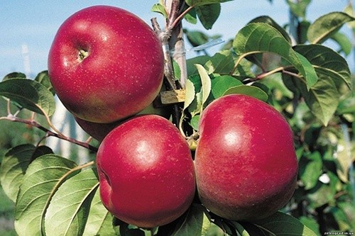 Представники оптових компаній збільшили закупівлі яблук фото, ілюстрація