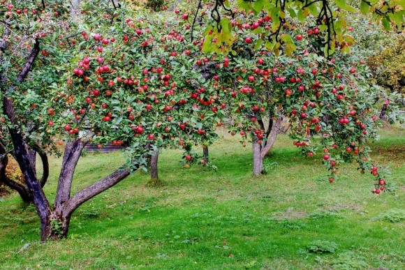 Садівники України масово позбуваються від продуктивних яблуневих садів фото, ілюстрація