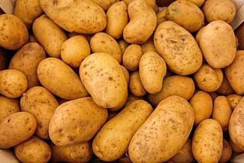 У ЄС прогнозують збільшення врожайності картоплі фото, ілюстрація