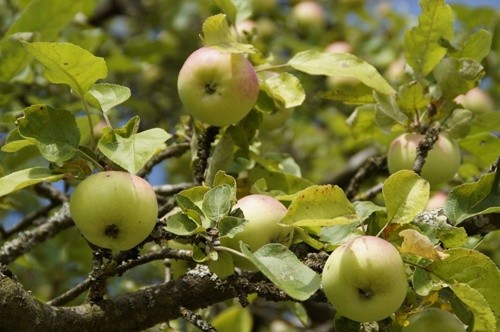 В Україні стартував сезон яблук 2019 року фото, ілюстрація