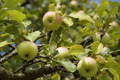 В Україні дешевшають ранні яблука фото, ілюстрація