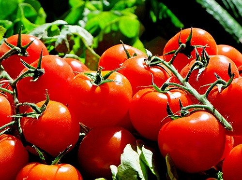 В Україні почали дешевшати томати фото, ілюстрація