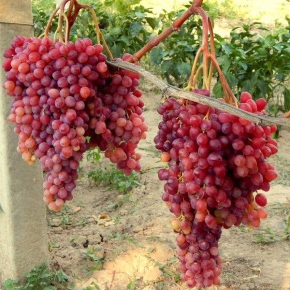 В Україні розпочався сезон вітчизняного столового винограду фото, ілюстрація