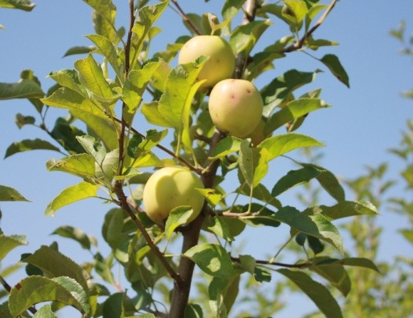 Через низькі  ціни фермери викорчовують яблуневі сади  фото, ілюстрація