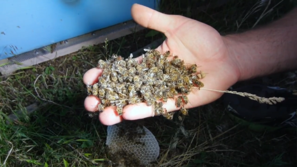 Массовое отравление пчел в Украине: пчеловоды бьют тревогу фото, иллюстрация