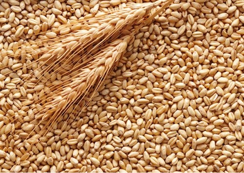 Експорт з України зернових, зернобобових та борошна фото, ілюстрація
